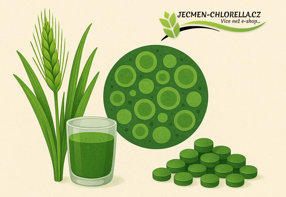 Ječmen a Chlorella – účinky a princip fungování